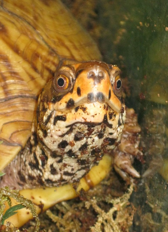 Three Toed Box Turtle West Edmonton Mall