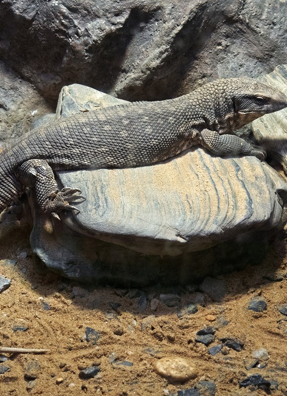 African Savannah Monitor West Edmonton Mall