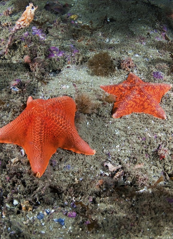 Bat Star West Edmonton Mall