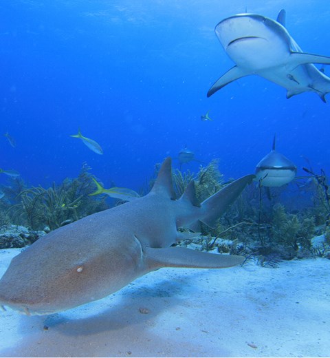 Marine Life