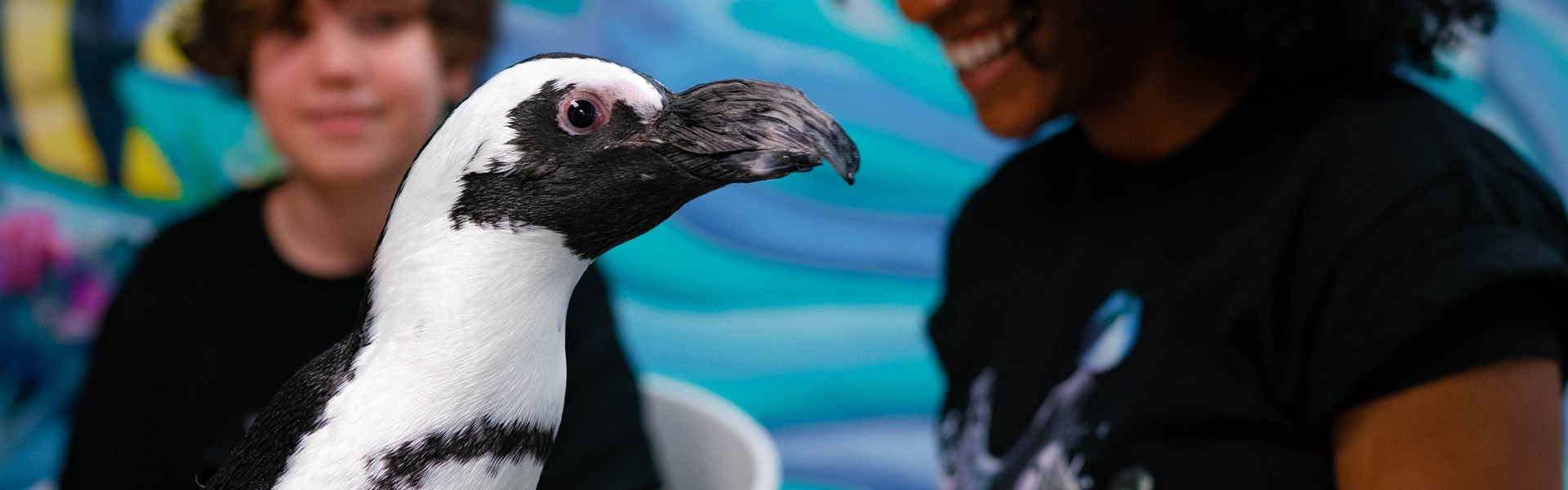 Penguins: A Formal Affair