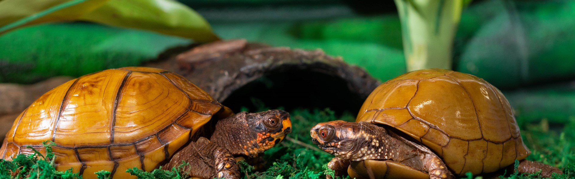 An Animal Expedition