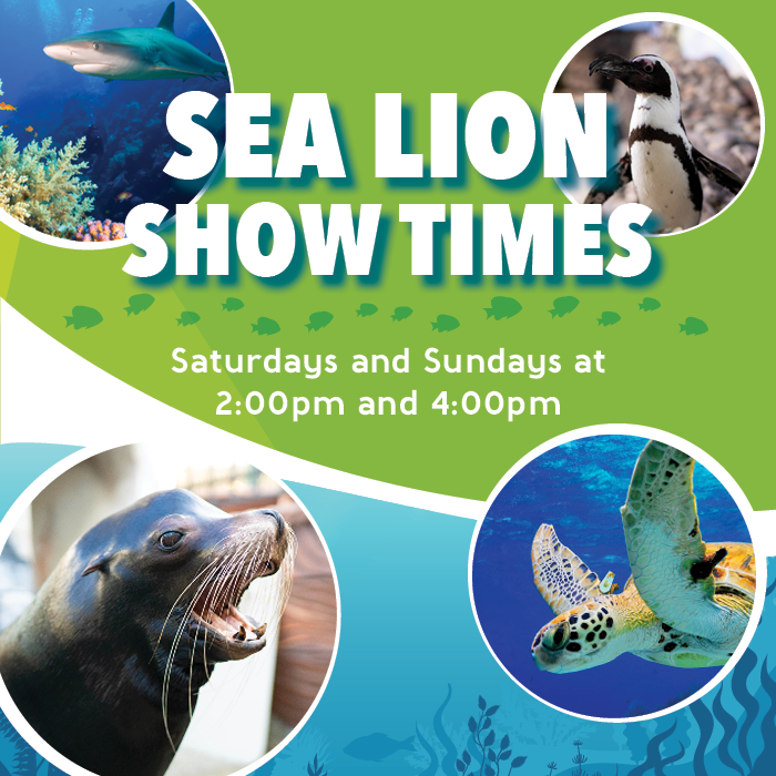 SEA LION SHOWS