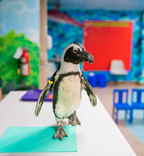 Penguin Meet And Greet Now Available West Edmonton Mall Penguin Meet And Greet Now Available West Edmonton Mall