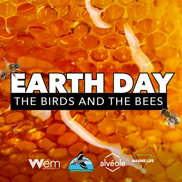 Earth Day: The Birds & The Bees