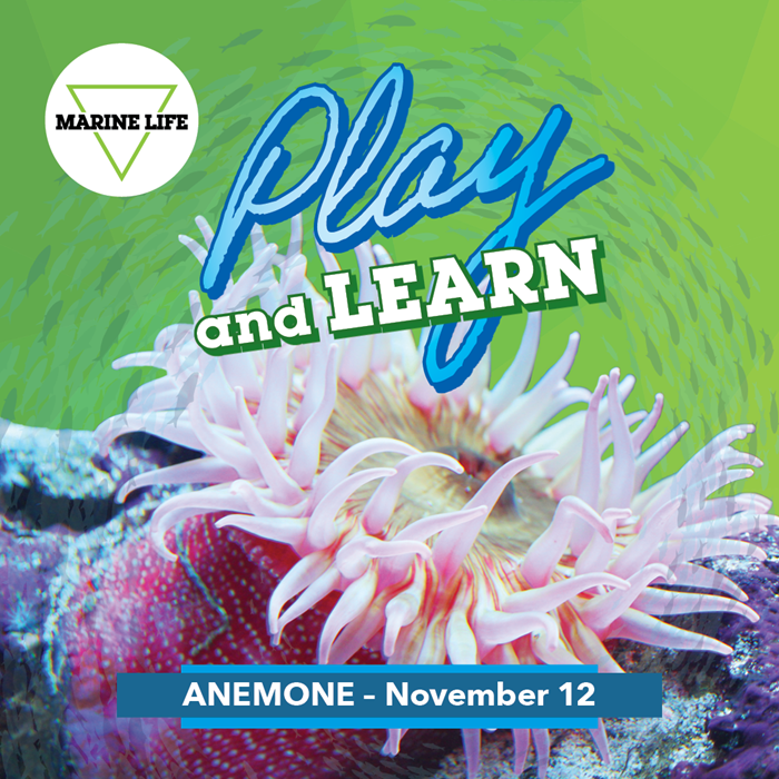 November Play and Learn