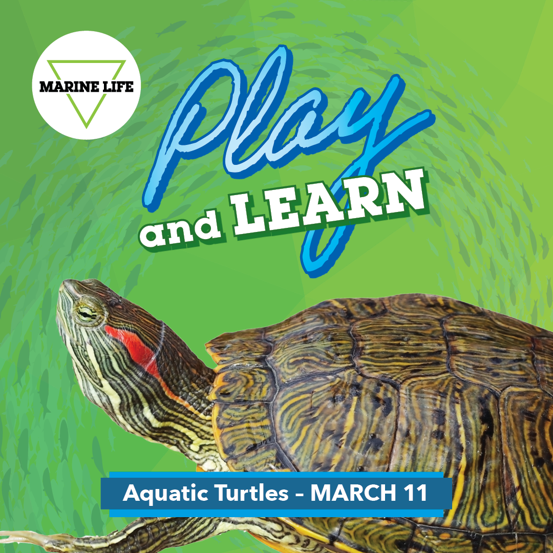 MARCH Play and Learn