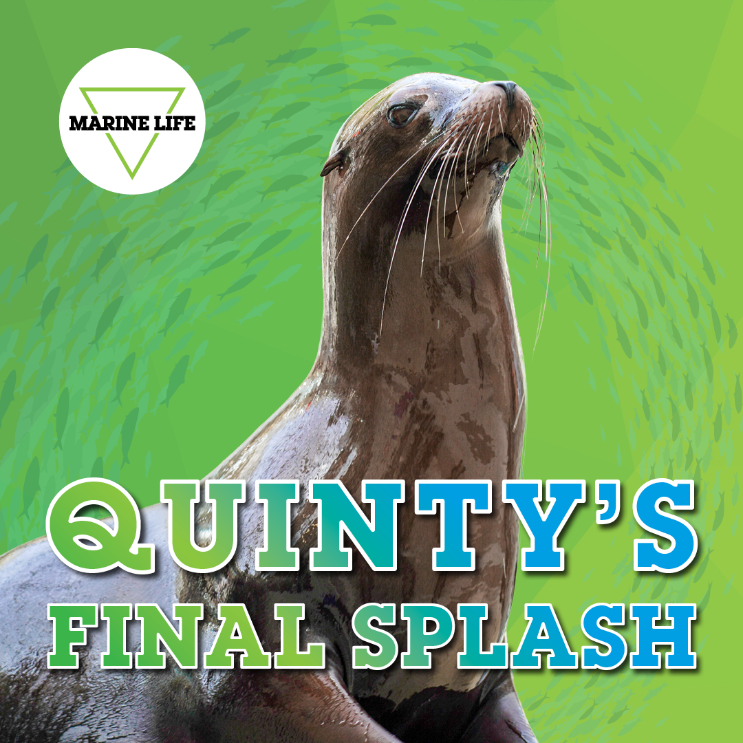 Quinty's Final Splash