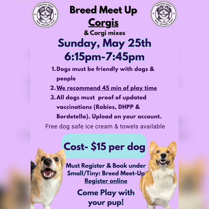 Corgi Breed Meet Up