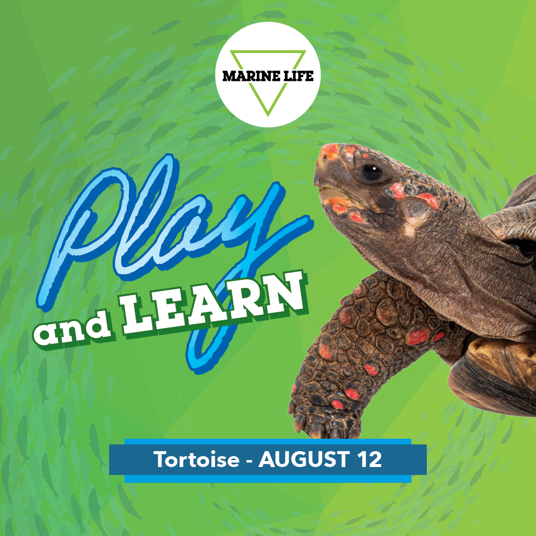 August Play and Learn