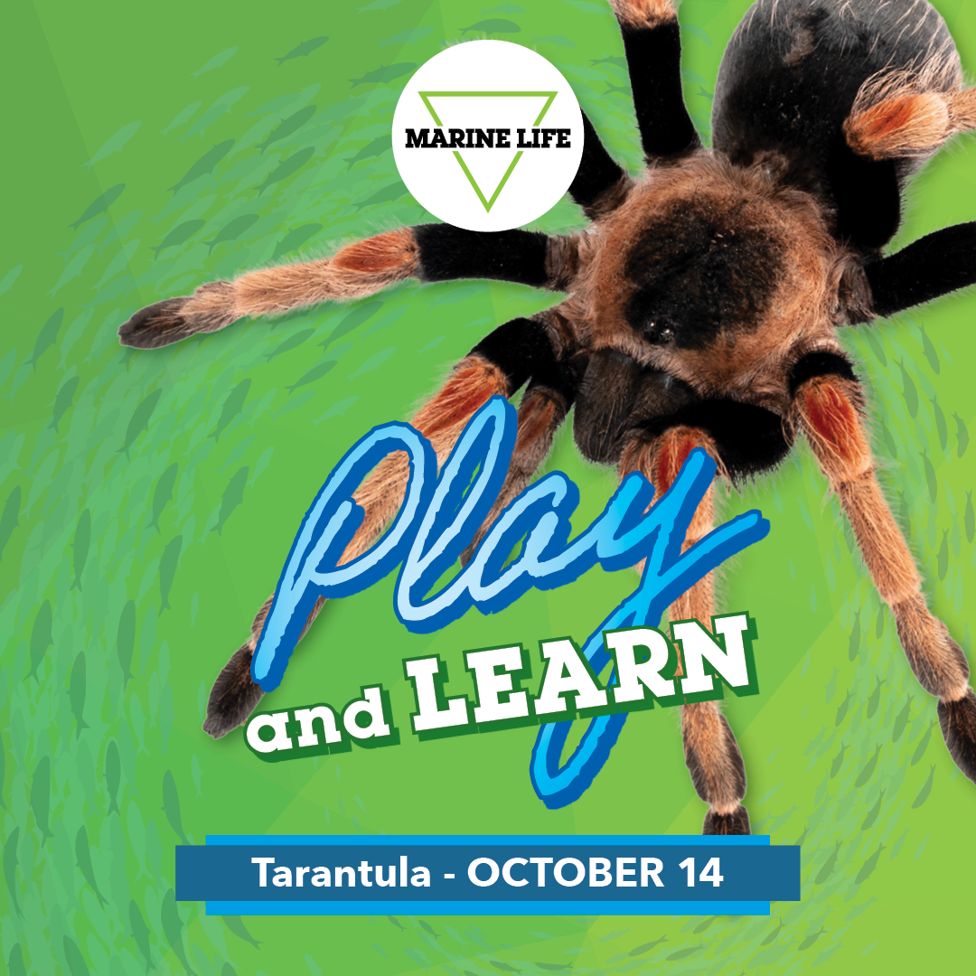 October Play and Learn