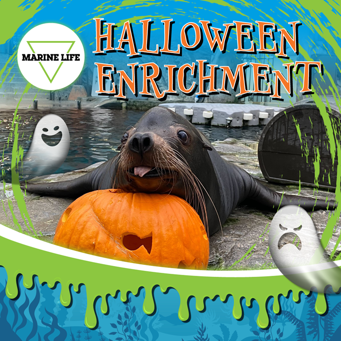 Sea Lion Halloween Enrichment