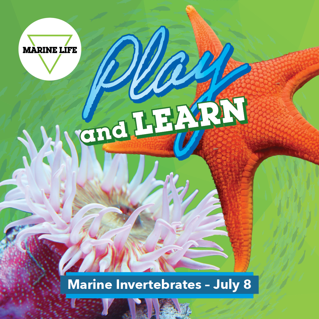 July Play and Learn