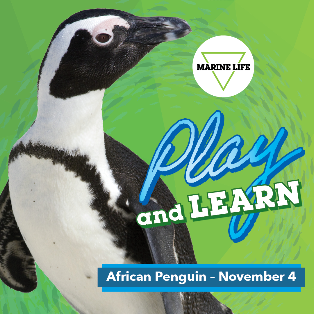 November Play and Learn